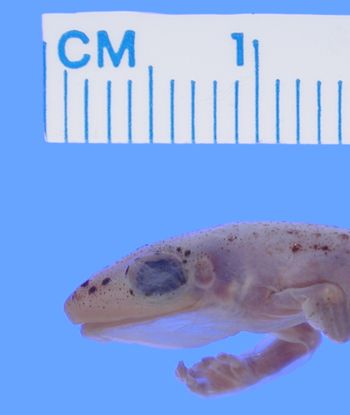 Media type: image; Herpetology A-13665